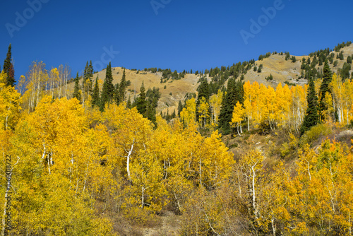 Mountainside Aspen Trees in the Fall