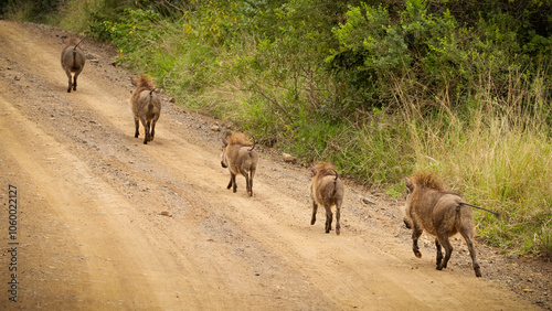 A family of common African warthogs running away in a row with mane hair held high along a gravel road next to thick bush in a game reserve in South Africa. photo