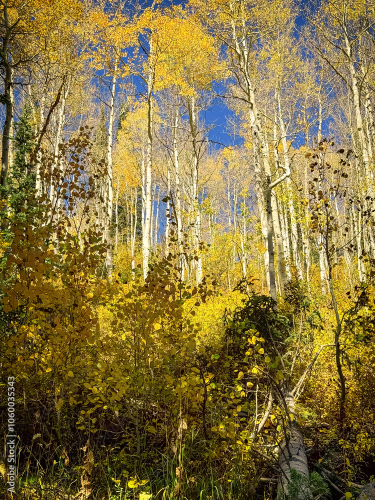 Obraz premium Fall Colors Aspen Trees Vertical