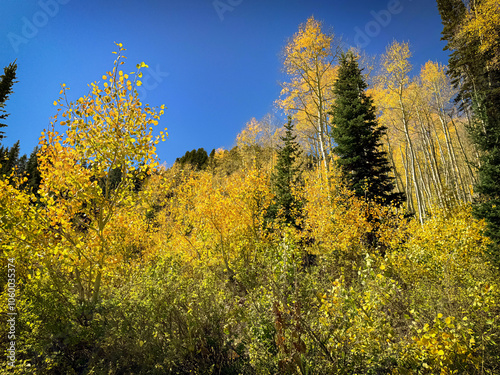 Beautiful Fall Color Aspen Trees in the Mountains