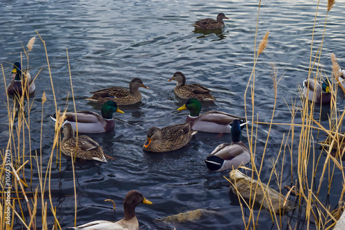 Ducks on the Lake