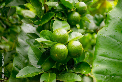 Green Limes Growing on a Tree. Fresh green limes growing on a sunny tree.