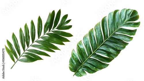 Lush green leaves displaying natural beauty and diversity in botanical artistry