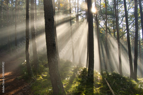 Canvastavla Nebelstimmung im Vogesenwald