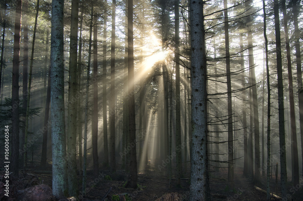 Obraz premium Nebelstimmung im Vogesenwald