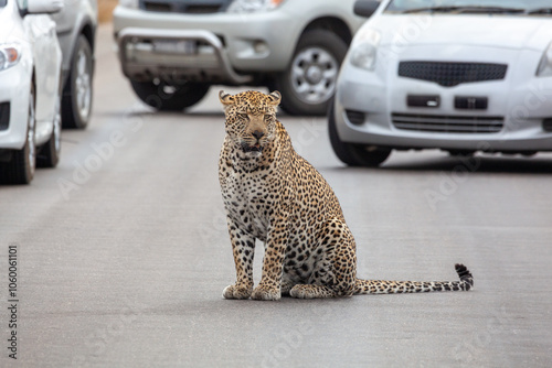 Photography Leopard holds up traffic sitting on road, congestion on safari