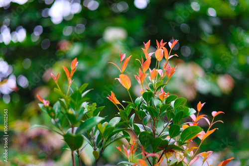 Red shoots or (Syzygium oleina) for Burmese people called (Aung Tha Pyay) are popularly used in various auspicious ceremonies as, an auspicious flower for Burmese people. photo