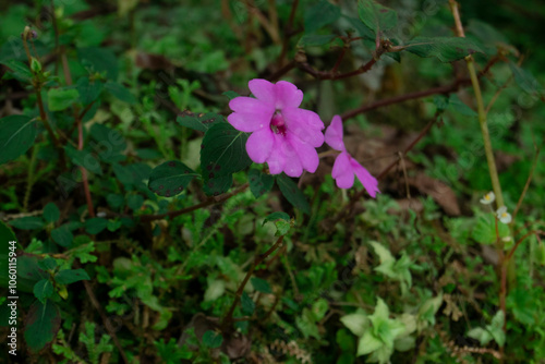 Two pink flowers bloom gracefully among lush green leaves, creating a simple and beautiful natural scene