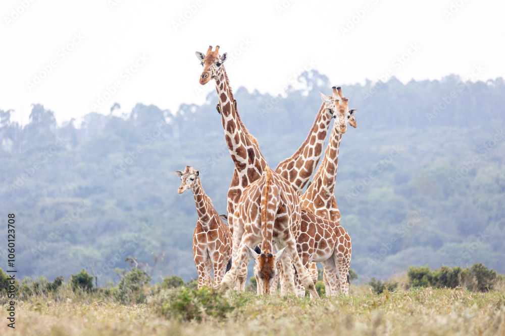 Fototapeta premium Giraffe