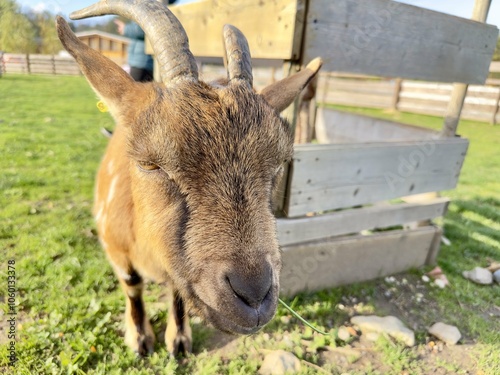 Adorable goat with its charming expression photo