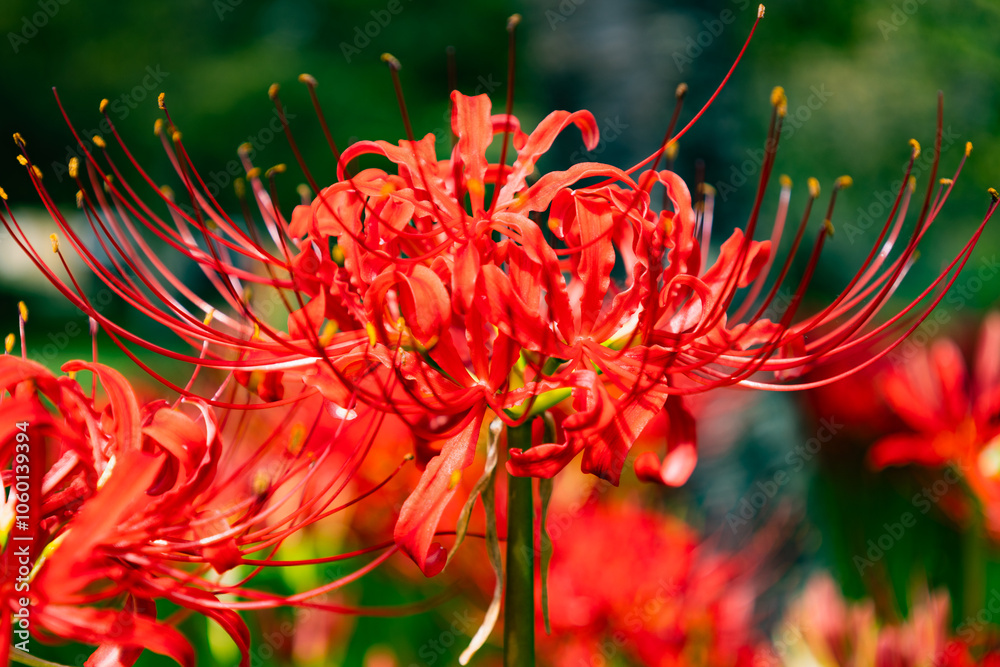 奥久慈茶の里公園　彼岸花風景