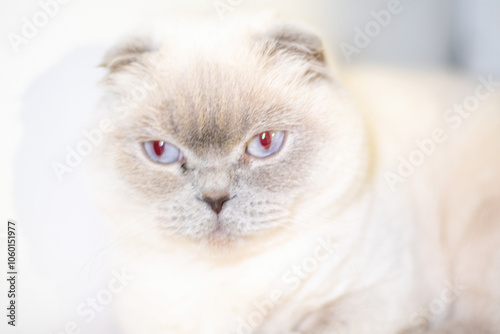 Cat, Portrait, Eyes - Close-up of a white Scottish Fold cat with piercing blue eyes staring directly at the camera. photo