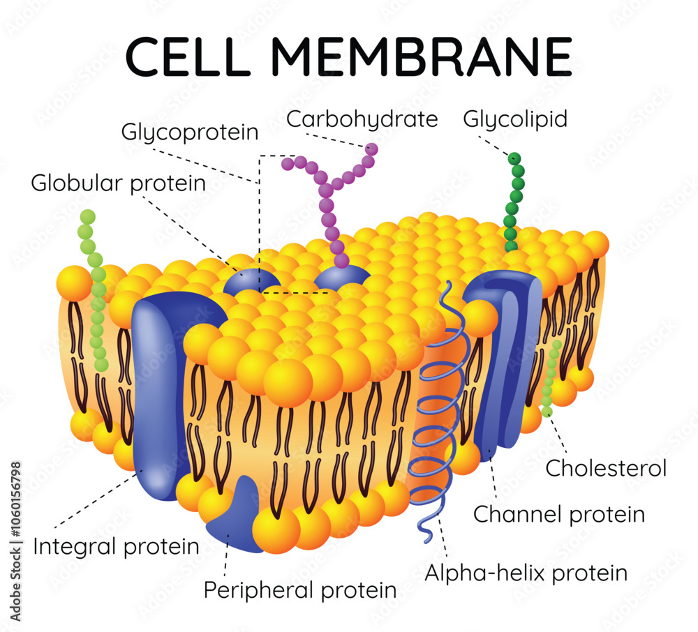 Cell membrane anatomical structure. Labeled educational scheme with glycoprotein, integral protein, glycolipid and cholesterol. Vector illustration