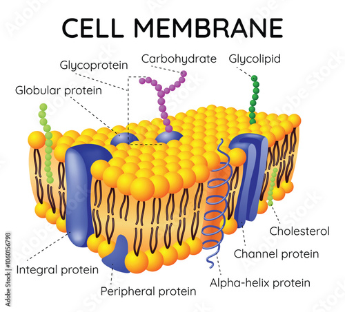 Obraz na płótnie Cell membrane anatomical structure. Labeled educational scheme with glycoprotein, integral protein, glycolipid and cholesterol. Vector illustration w salonie