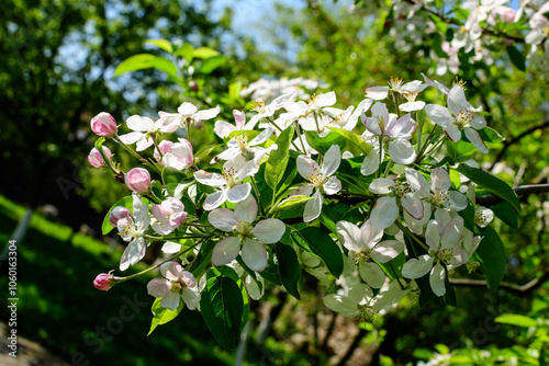 Close up of a branch with delicate white apple tree flowers in full bloom with blurred background in a garden in a sunny spring day, beautiful Japanese cherry blossoms floral background, sakura