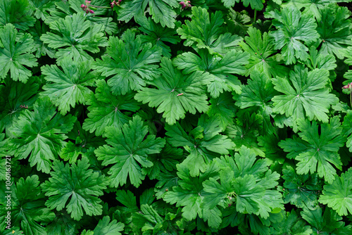 Many vivid green Pelargonium leaves (commonly known as geraniums, pelargoniums or storksbills) and fresh green leaves in small pots in a garden in a sunny spring day, multicolor natural texture.