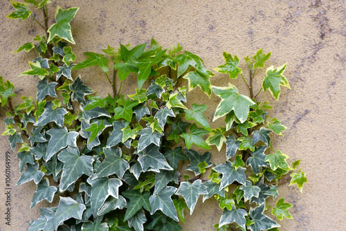 Goldchild Variegated Ivy Plants, Hedera helix Goldchild photo