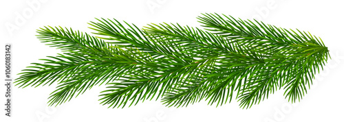 Christmas fir tree branches. Pine, spruce green branches for Christmas decorations. Vector illustration