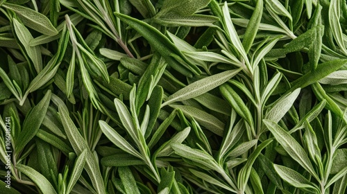 A close-up of fresh green herbs, showcasing their vibrant colors and textures. photo