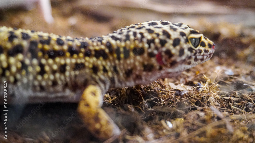Obraz premium Close-up of a leopard gecko, a popular exotic pet with vibrant, spotted skin, scales, and unique colors. This nocturnal reptile thrives in desert habitats, showcasing natural camouflage and predator i