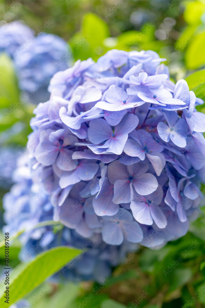 紫陽花の花 紫陽花の花