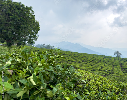 Beautiful view of tea plantations for the Chithirapuram View Point, Munnar, Kerala