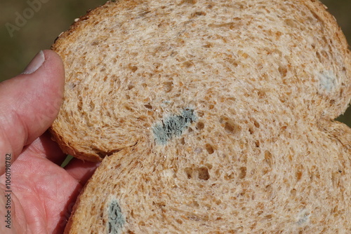Obraz na plátně Mold on bread