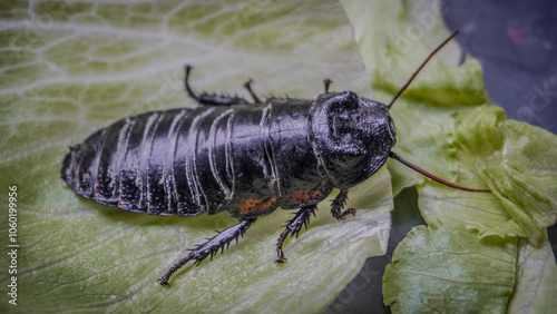 Close-up of a Madagascar hissing cockroach, known for its hard exoskeleton and unique hissing sound. This large, tropical insect thrives in rainforest habitats and is a popular, exotic pet.