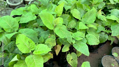 Tamarillo tomato tree saplings in plant nursery. Top view. photo