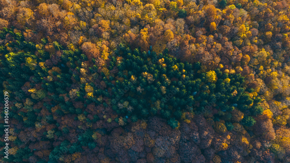 Autumn forest Autumn forest