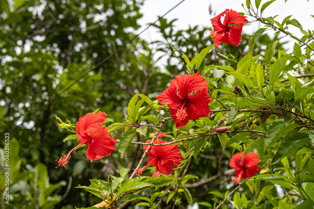 The bright red hibiscus (Thespesia Grandi Flora) or (Hibiscus rosa-sinensis) is the national flower of Malaysia, Haiti, and Puerto Rico—a high-resolution image taken in Myanmar. The bright red hibiscus (Thespesia Grandi Flora) or (Hibiscus rosa-sinensis) is the national flower of Malaysia, Haiti, and Puerto Rico—a high-resolution image taken in Myanmar.