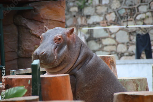 hippopotamus in zoo photo