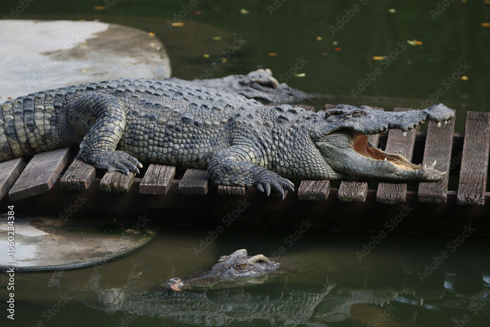 Fototapeta premium Big crocodile on farm outdoors