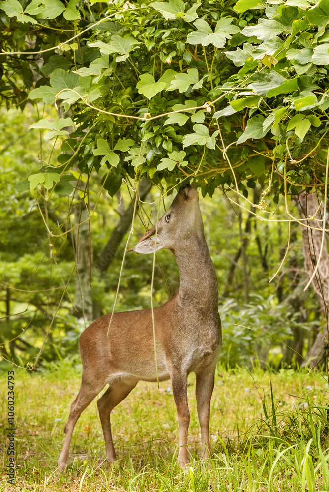 roe deer roe deer