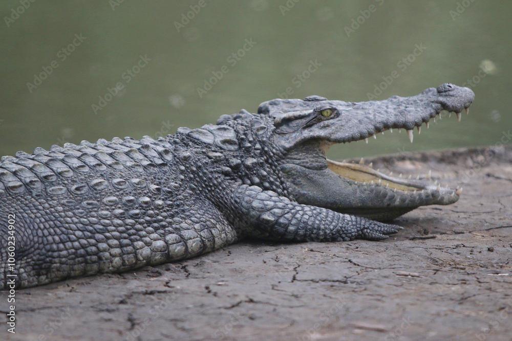 Fototapeta premium Big crocodile on farm outdoors
