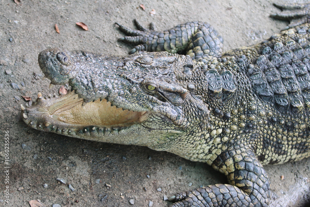 Naklejka premium Big crocodile on farm outdoors