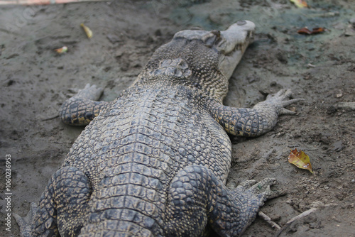 Big crocodile on farm outdoors