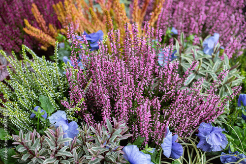 Mix of different heather variations (Genus Erica) and other greenery as ornamental plants.