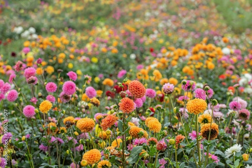 Mix of dahlia flowers in rainbow colors in a field for cut flowers.