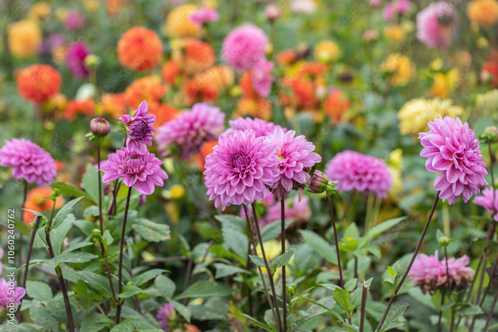 Obraz premium Group of light-purple dahlias in a flower plantation. Copyspace. Rainbow color shades.
