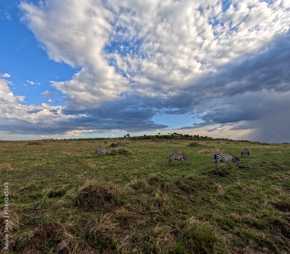 Obraz premium Landscape of Masai Mara on a cloudy day