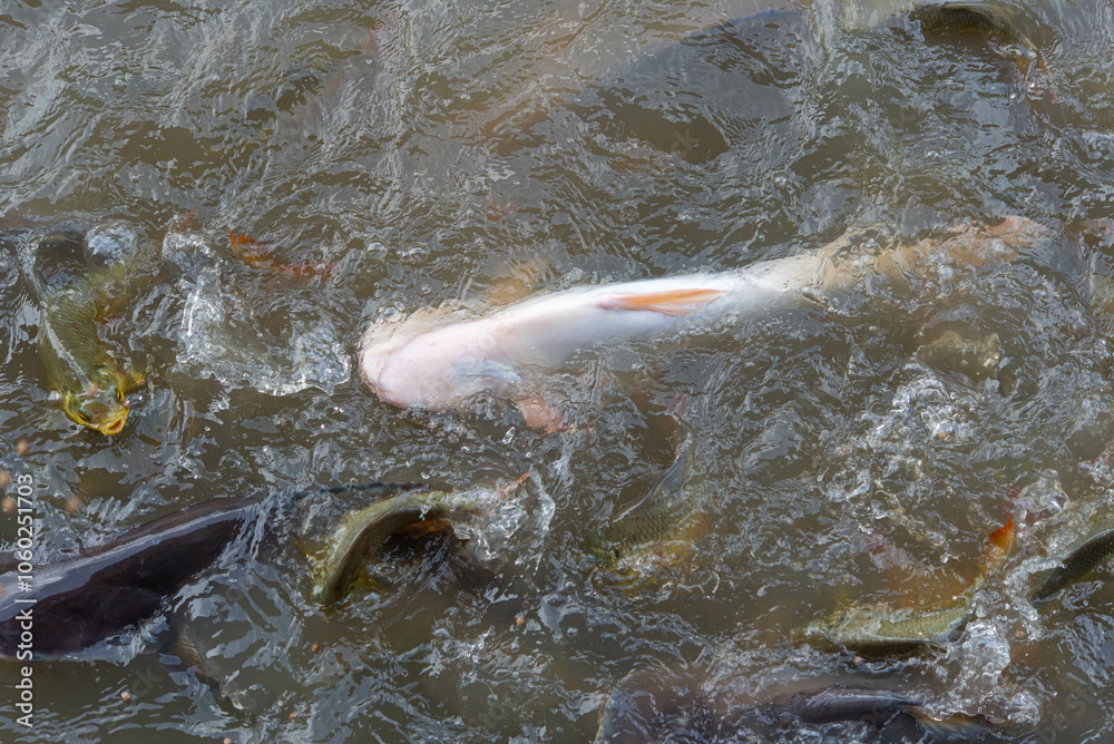 Fototapeta premium Crowd of many freshwater fish hungry such as catfish, snakehead fish, snake fish and other scramble for eat a food in river when feed