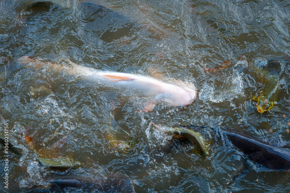 Fototapeta premium Crowd of many freshwater fish hungry such as catfish, snakehead fish, snake fish and other scramble for eat a food in river when feed