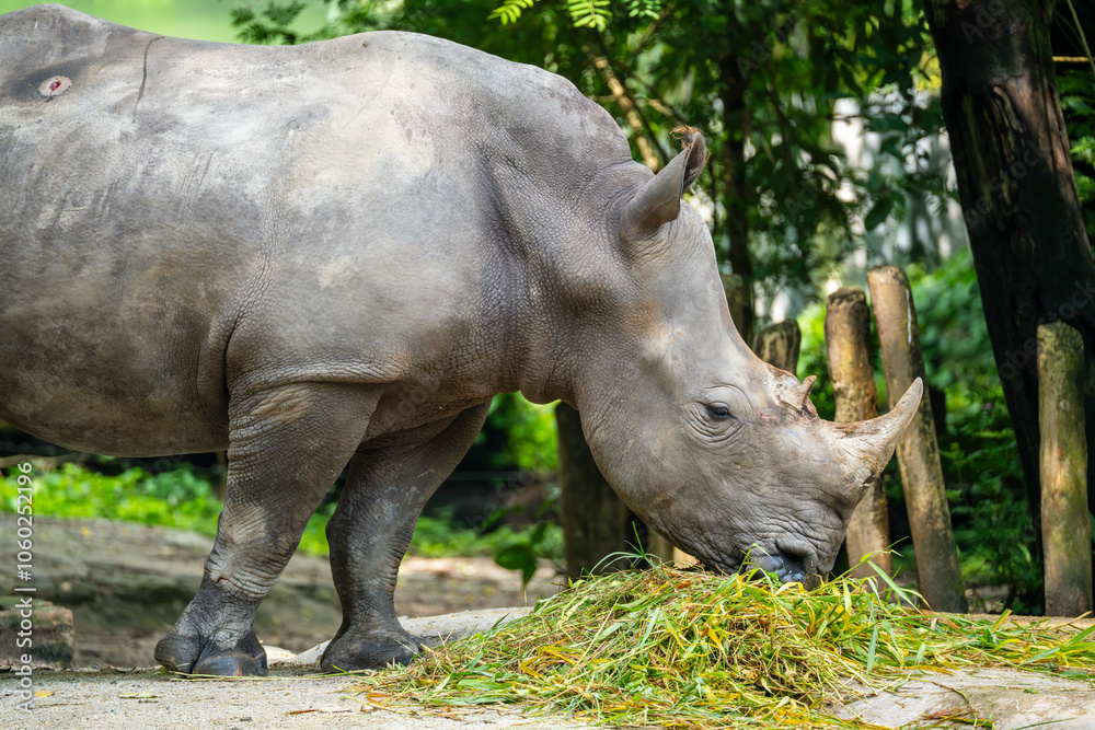White Rhino (White Rhinoceros, Ceratotherium Simum) is the largest surviving Rhinoceros species, a near threatened species native to central and southern Africa. Wound on back. White Rhino (White Rhinoceros, Ceratotherium Simum) is the largest surviving Rhinoceros species, a near threatened species native to central and southern Africa. Wound on back.
