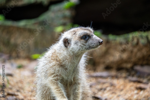 Meerkat (Suricata Suricatta, Suricate) is a type of Mongoose photo