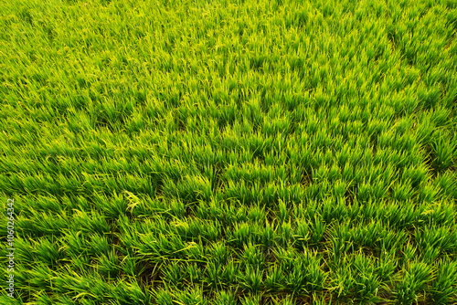 An aerial view of paddy field at Sekinchan during daytime.