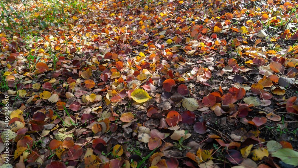 The round, red leaves cover the ground. Fallen round leaves cover the ground The round, red leaves cover the ground. Fallen round leaves cover the ground
