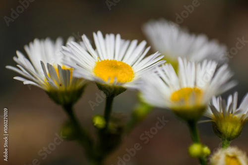 A cluster of eastern daisy fleabane, erigeron annuus, bloom in a patch of wildflowers in a forest.
 photo