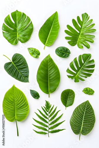 Set of Green leaves, isolated on white background