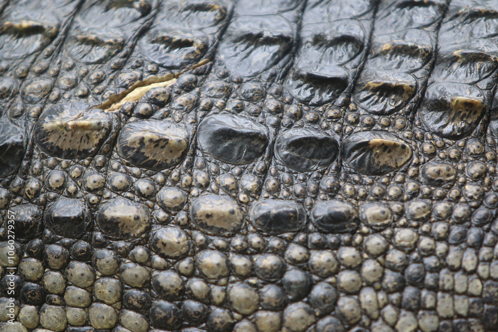 Obraz premium Crocodile skin leathertexture , close up
